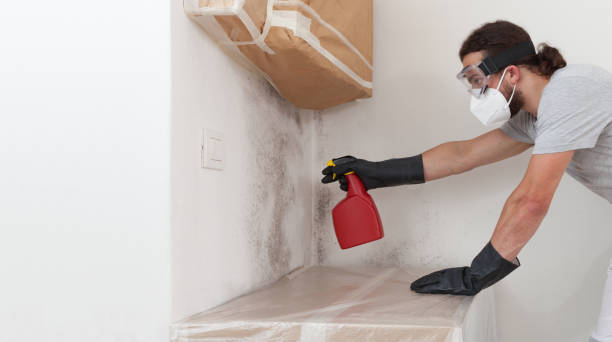 Professional Black Mold Remediation technician working in Leesburg, FL