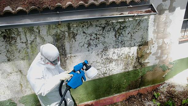Top rated local Black Mold Remediation specialists in Leesburg, FL